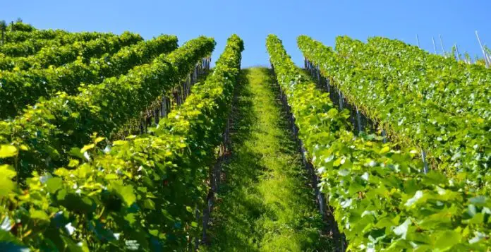 Vinograd