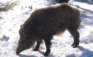 Divlja svinja izazvala kaos na Jadranskoj cesti: Vozač naletio na nju,..
