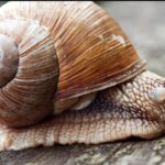 Kako se na prirodan način riješit puževa iz vrta?!